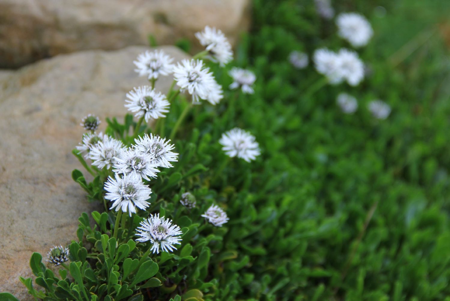 Globularia cordifolia 'Alba' Garten-Kugelblume