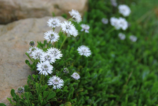 Globularia cordifolia 'Alba' Garten-Kugelblume