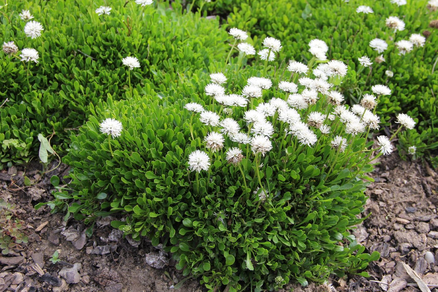 Globularia cordifolia 'Alba' (Garten-Kugelblume)