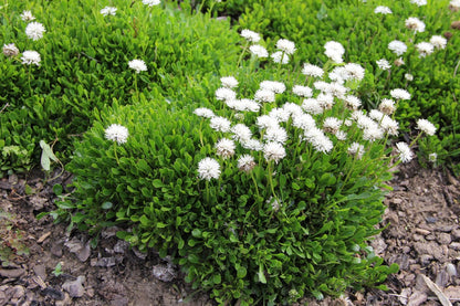 Globularia cordifolia 'Alba' (Garten-Kugelblume)