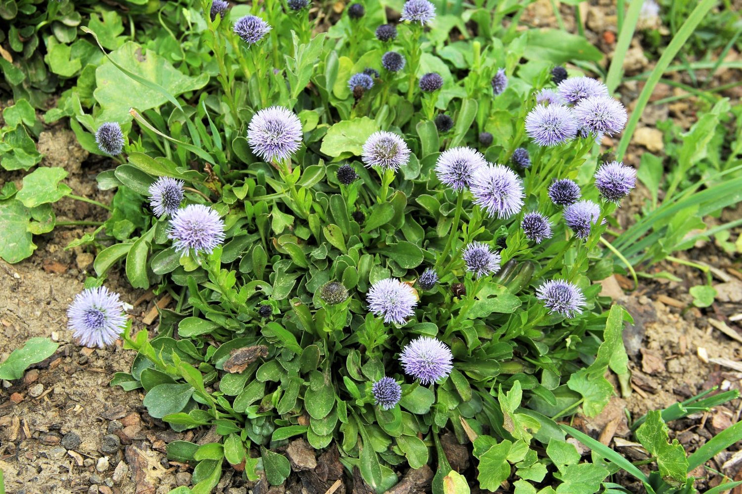 Globularia trichosantha Behaarte Kugelblume