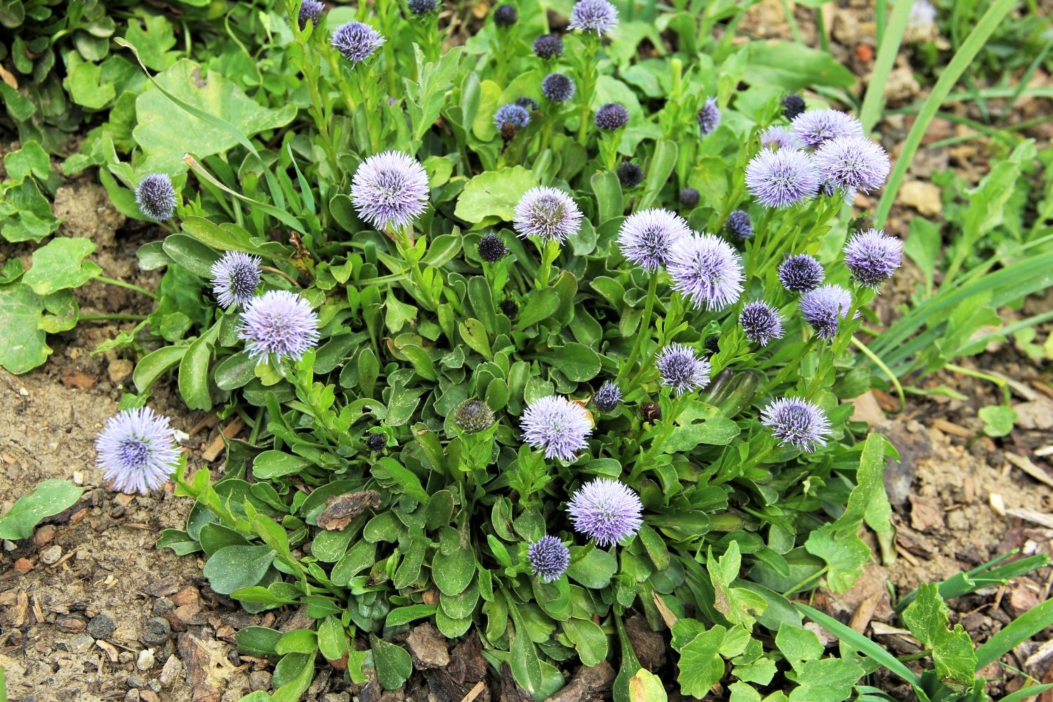 Globularia trichosantha Behaarte Kugelblume