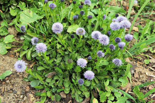 Globularia trichosantha Behaarte Kugelblume