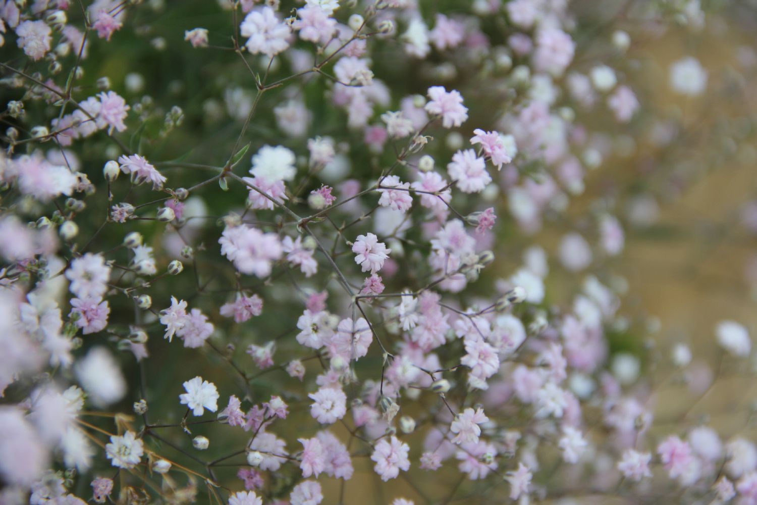 Gypsophila repens 'Rosenschleier' Kriechendes Schleierkraut
