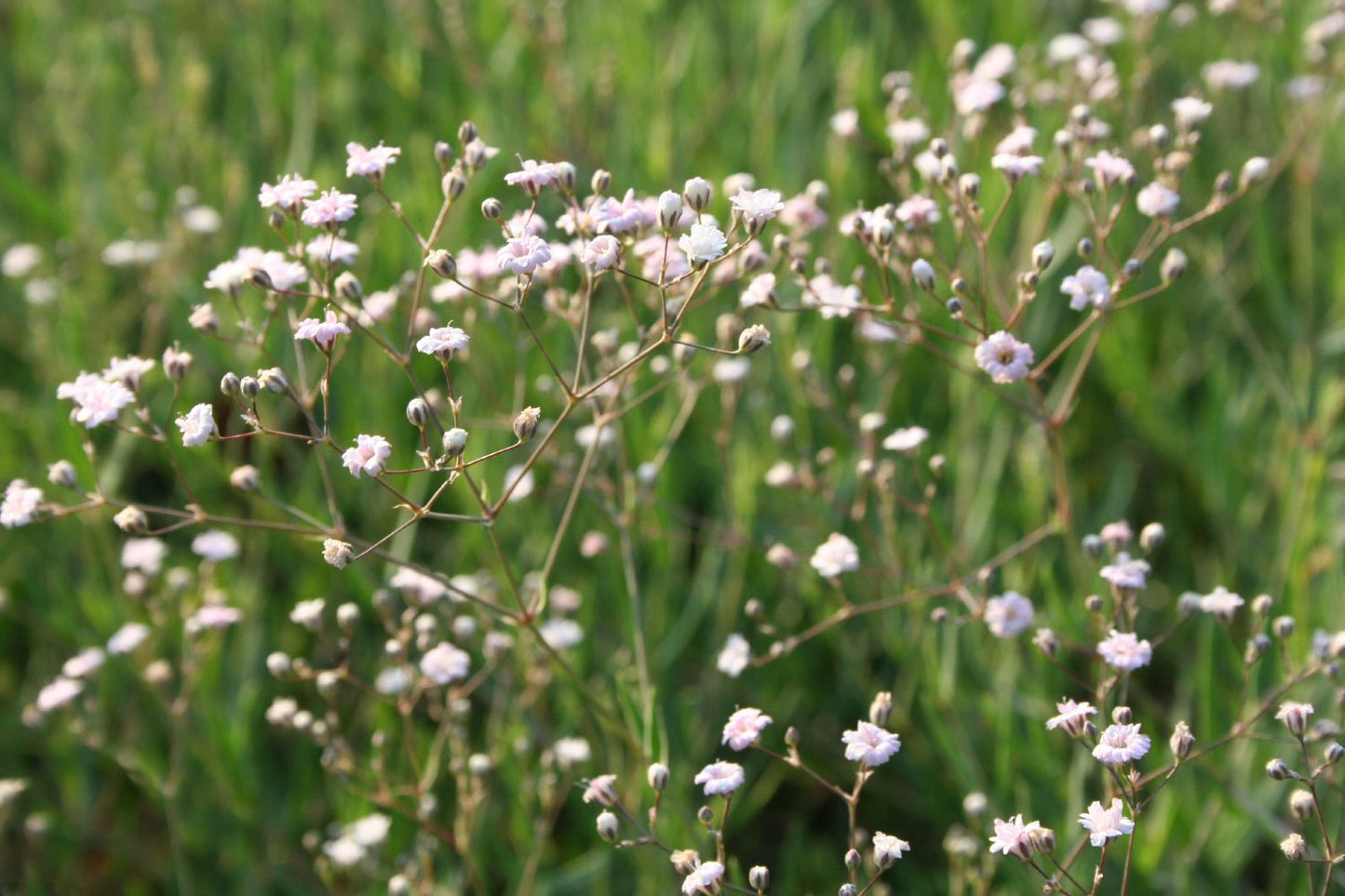Gypsophila repens 'Rosenschleier' (Kriechendes Schleierkraut)