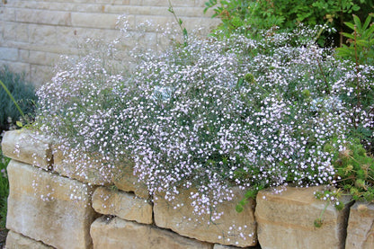 Gypsophila repens 'Rosenschleier' (Kriechendes Schleierkraut)