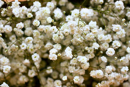 Gypsophila paniculata 'Schneeflocke' Garten Schleierkraut