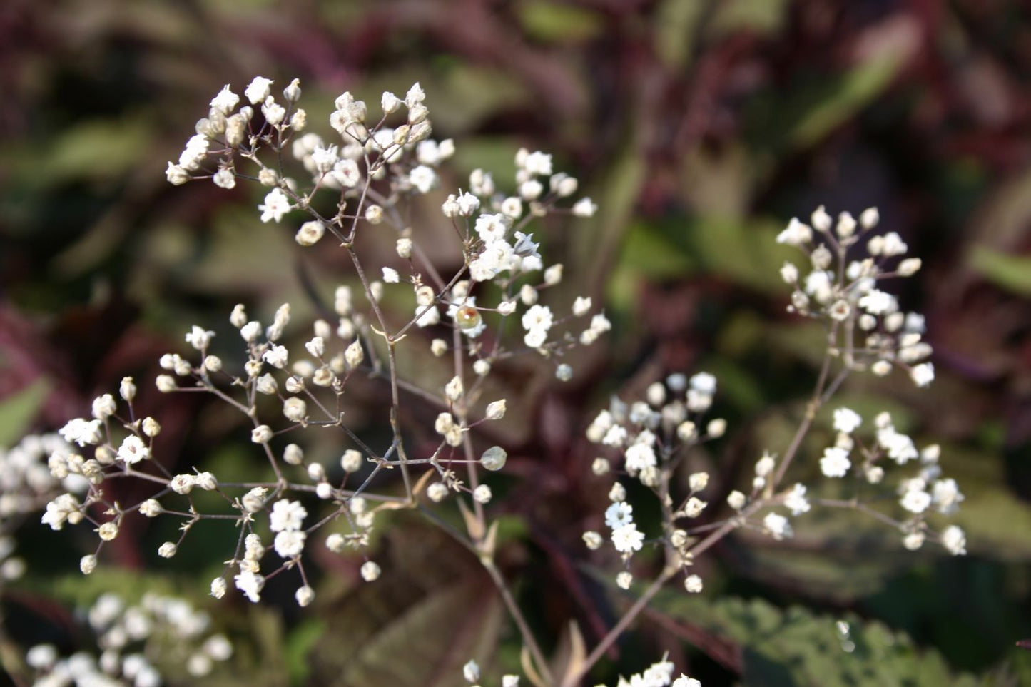 Gypsophila paniculata 'Schneeflocke' (Garten Schleierkraut)