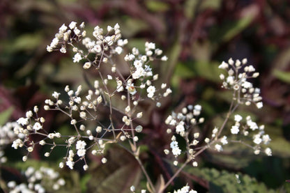 Gypsophila paniculata 'Schneeflocke' (Garten Schleierkraut)