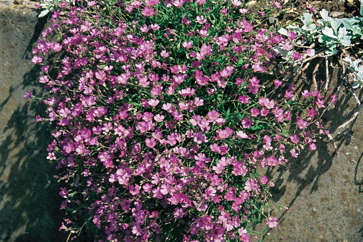Gypsophila repens 'Rosa Schönheit' Kriechendes Schleierkraut