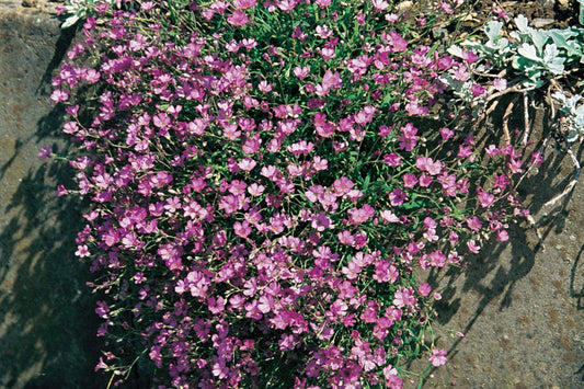 Gypsophila repens 'Rosa Schönheit' Kriechendes Schleierkraut