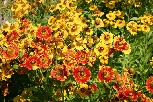 Helenium 'Feuersiegel' Garten Sonnenbraut