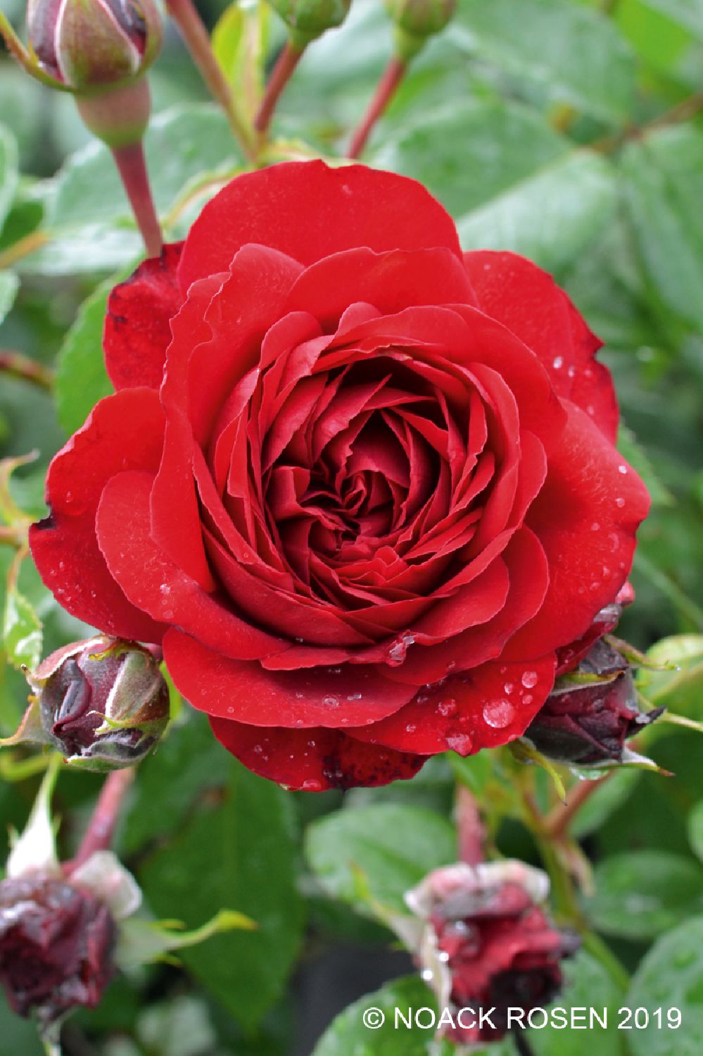 Rose 'Belkanto' Kletterrose