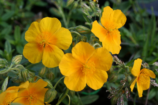 Helianthemum 'Amy Baring' Garten-Sonnenröschen