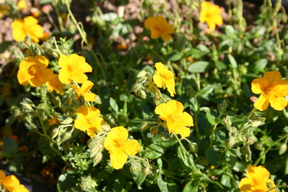 Helianthemum 'Amy Baring' (Garten-Sonnenröschen)