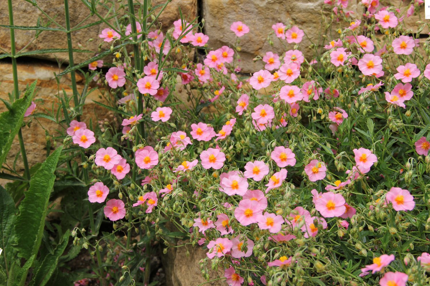 Helianthemum 'Lawrensons Pink' Garten-Sonnenröschen
