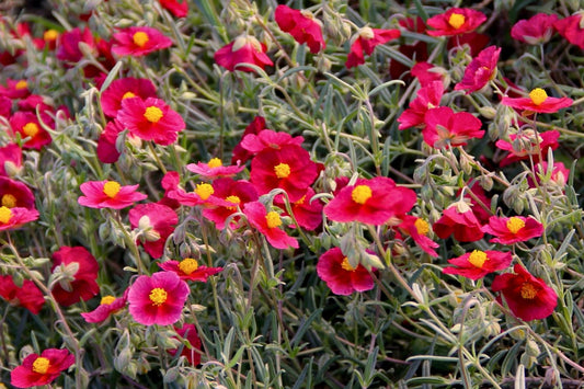 Helianthemum 'Supreme' Sonnenröschen