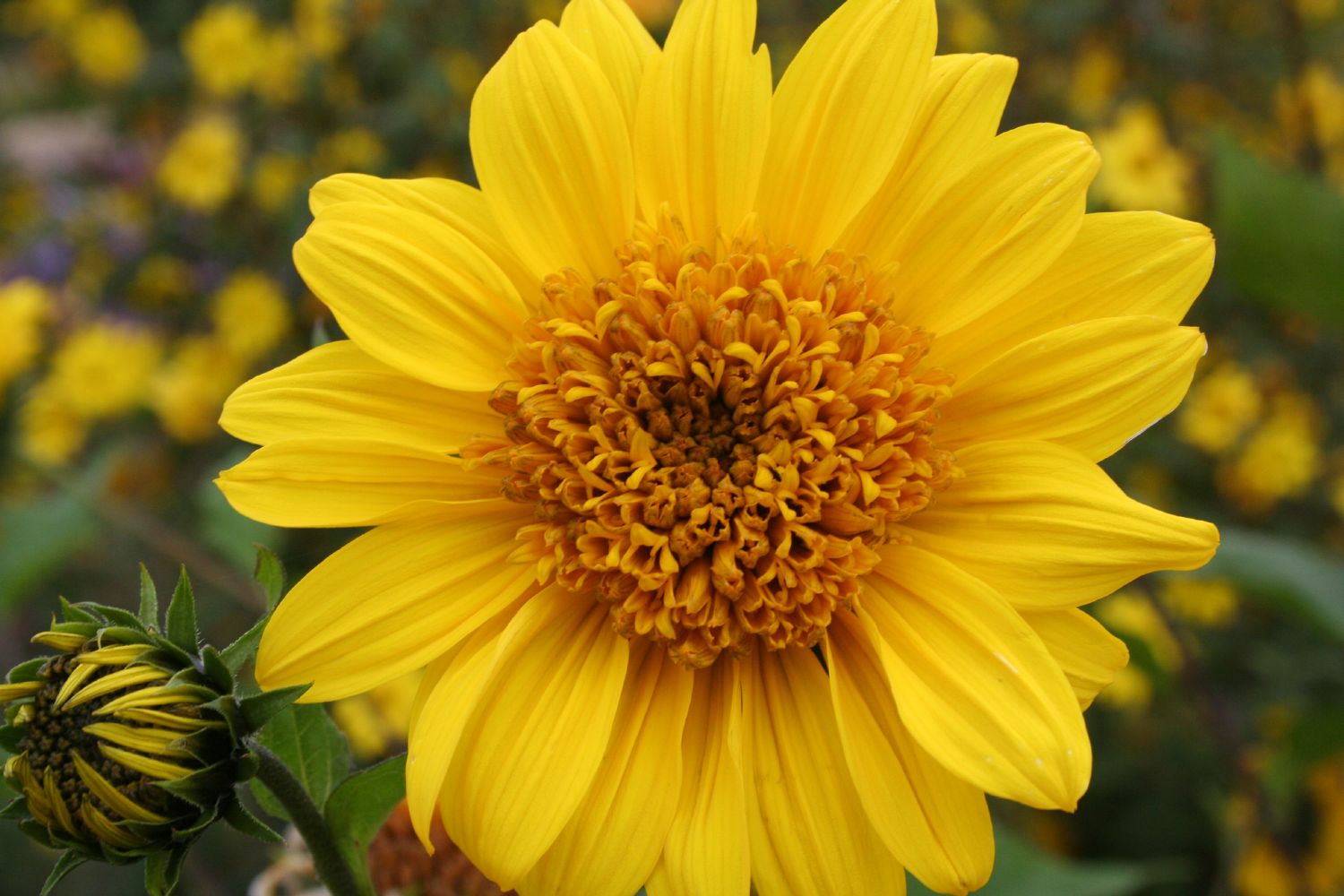 Helianthus decapetalus 'Capenoch Star' Staudensonnenblume