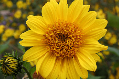 Helianthus decapetalus 'Capenoch Star' Staudensonnenblume