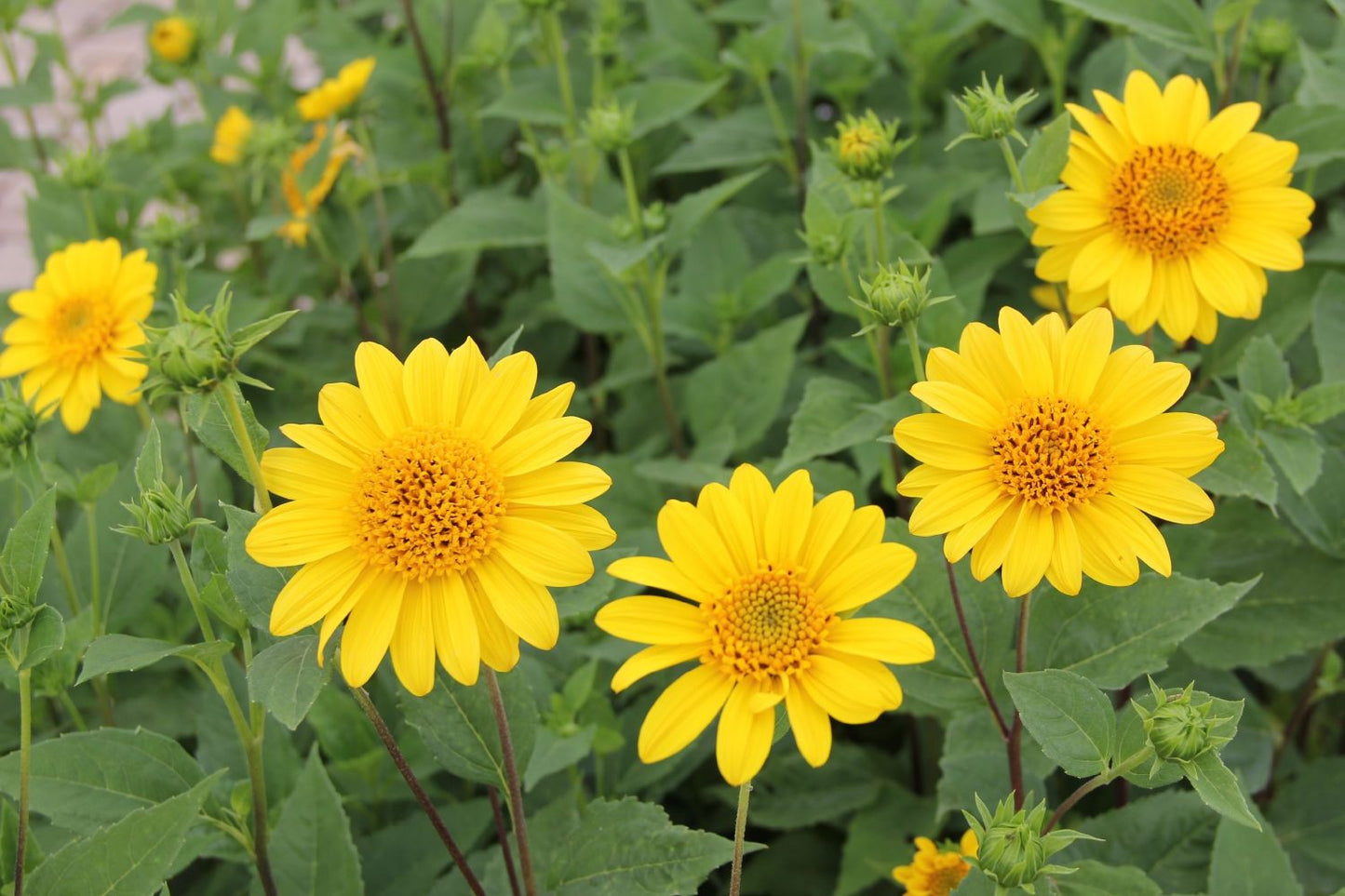 Helianthus decapetalus 'Capenoch Star' (Staudensonnenblume)