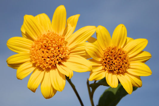 Helianthus decapetalus 'Meteor' Staudensonnenblume