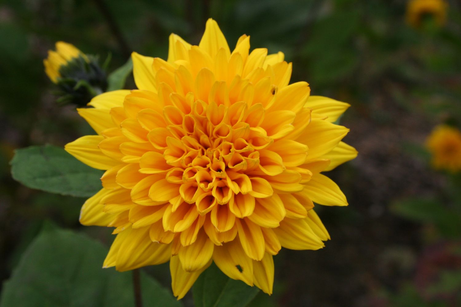 Helianthus decapetalus 'Soleil d'Or' Garten-Stauden-Sonnenblume