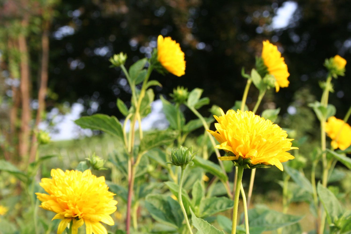 Helianthus decapetalus 'Soleil d'Or' (Garten-Stauden-Sonnenblume)
