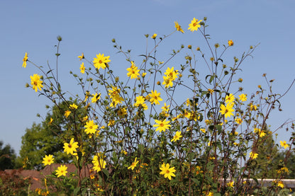 Helianthus microcephalus (Kleinblumige Staudensonnenblume)