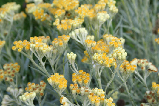 Helichrysum thianshanicum 'Schwefellicht' Strohblume