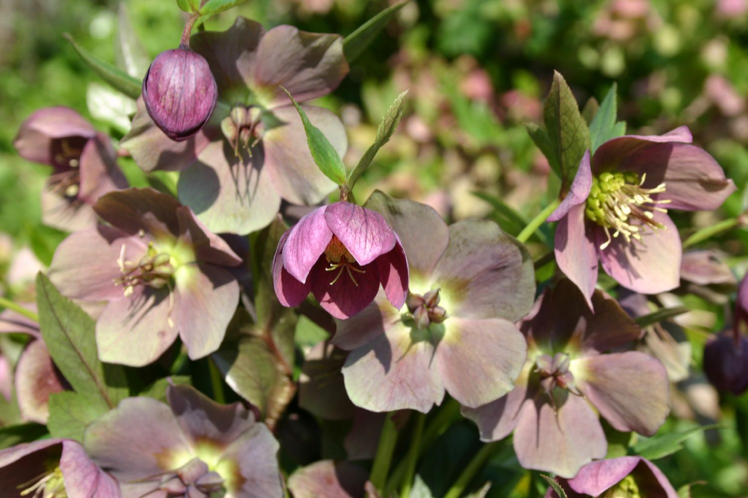 Helleborus orientalis Garten-Lenzrose