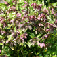Helleborus orientalis (Garten-Lenzrose)