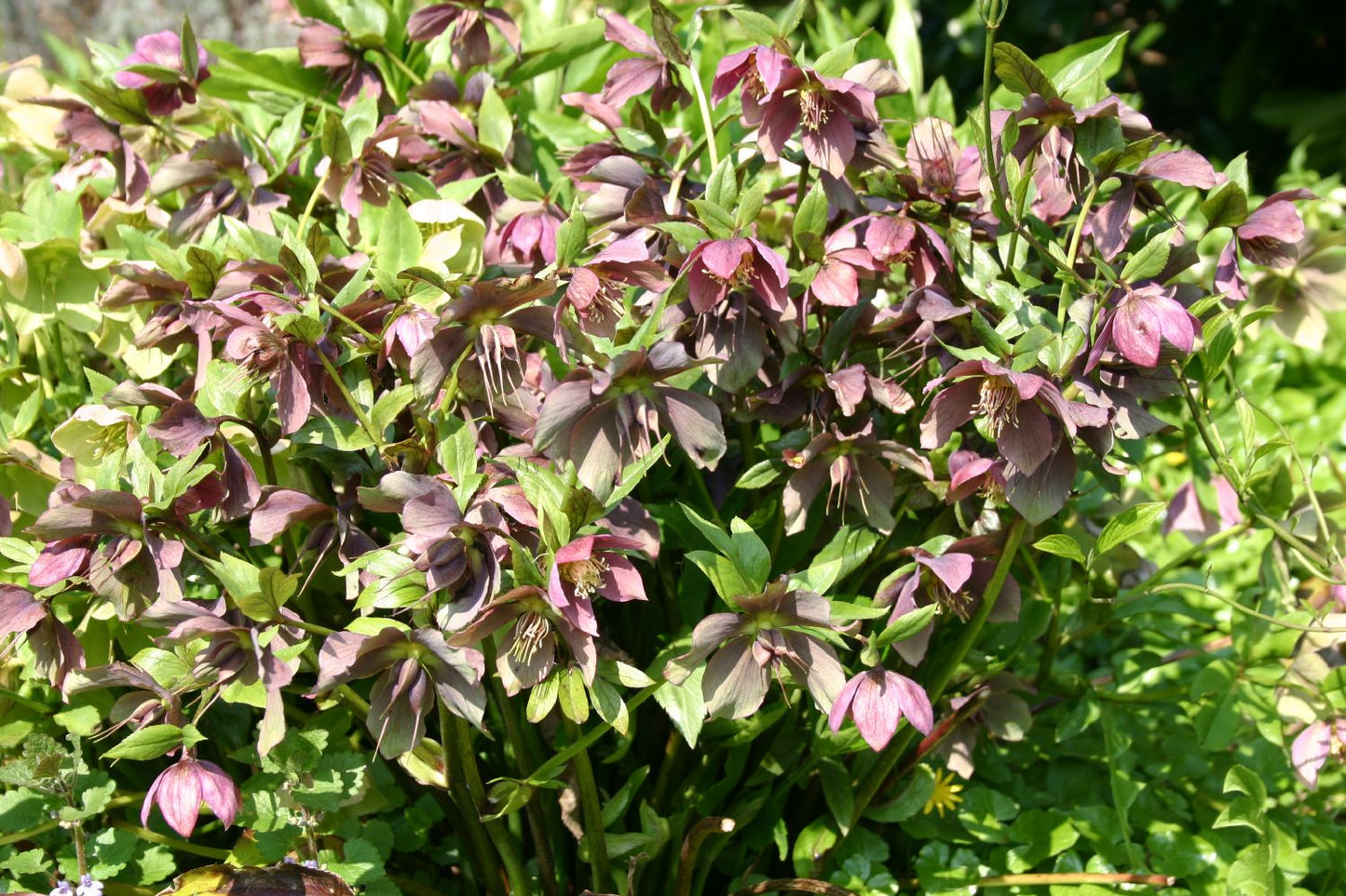 Helleborus orientalis (Garten-Lenzrose)