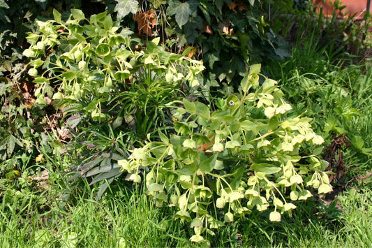 Helleborus foetidus Palmblatt-Nieswurz | Stinkende Nieswurz