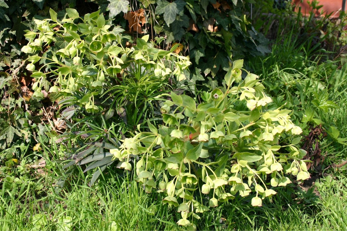 Helleborus foetidus Palmblatt-Nieswurz | Stinkende Nieswurz
