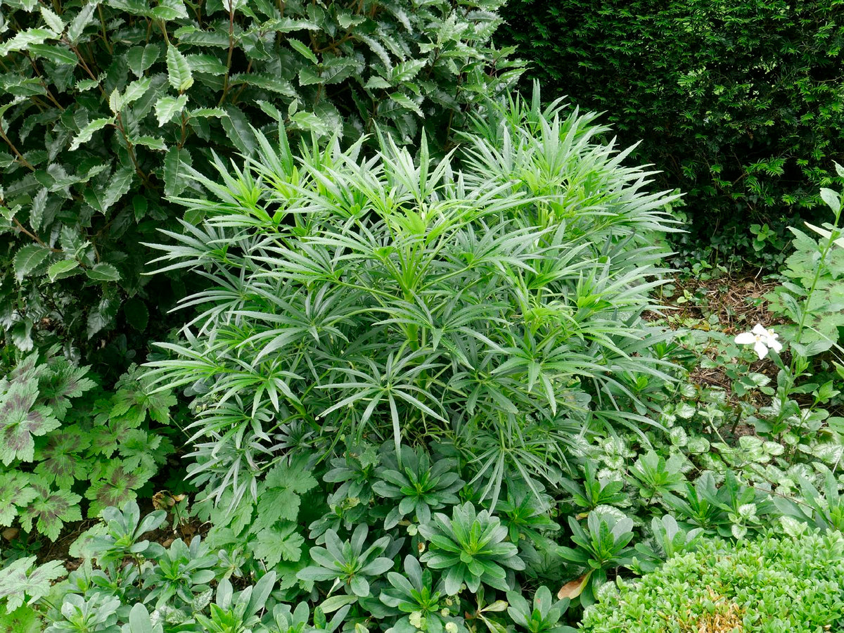 Helleborus foetidus (Palmblatt-Nieswurz | Stinkende Nieswurz)
