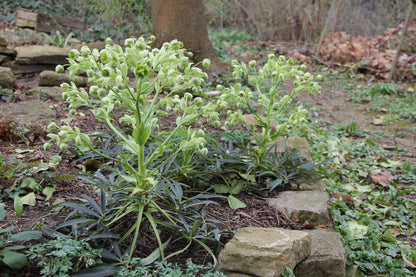 Helleborus foetidus (Palmblatt-Nieswurz | Stinkende Nieswurz)