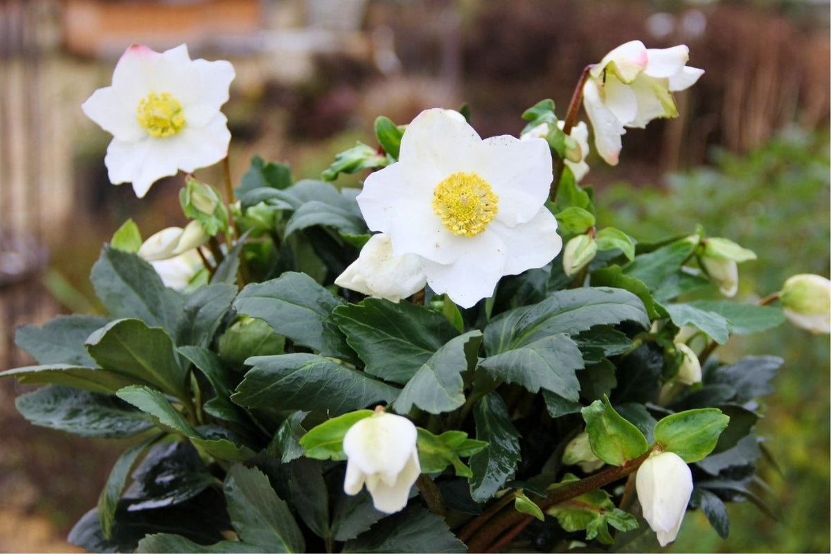 Helleborus niger Christrose