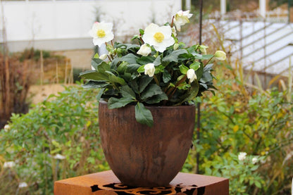 Helleborus niger (Christrose)