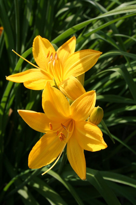 Hemerocallis middendorffii Middendorffs Taglilie