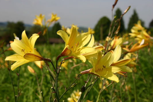 Hemerocallis minor Kleine Taglilie