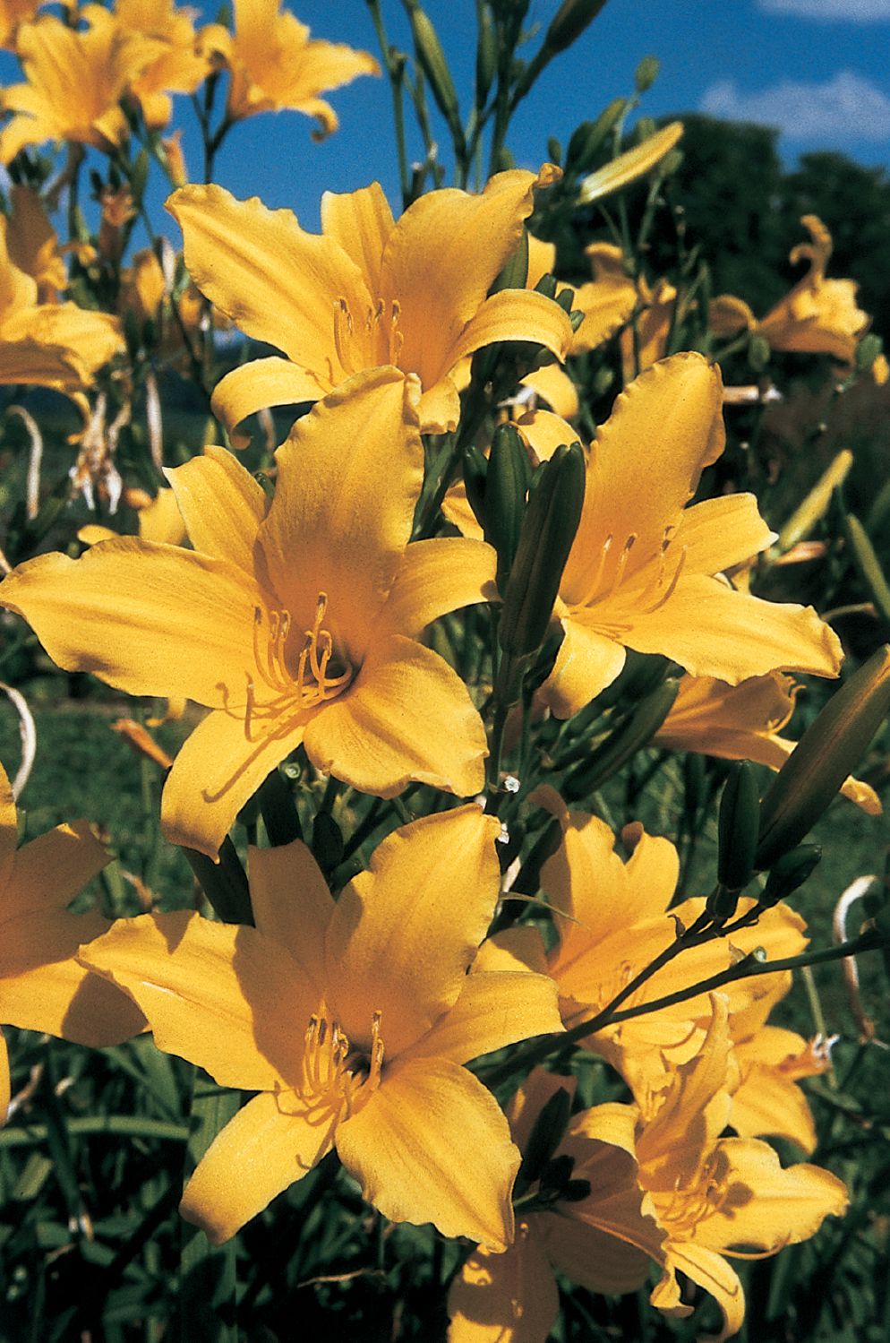 Hemerocallis 'August Orange' Kleinblumige  Taglilie