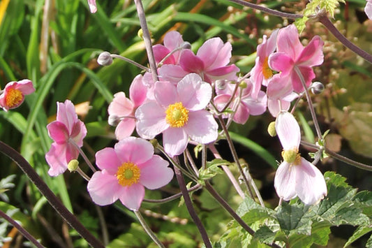 Anemone hupehensis 'September Charm' Herbstanemone