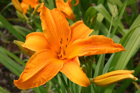 Hemerocallis 'Burning Daylight' Großblumige Taglilie