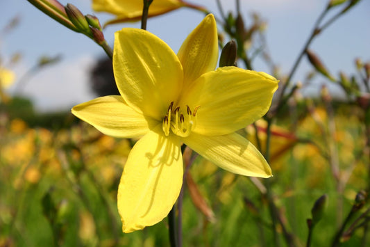 Hemerocallis 'Corky' Miniaturblütige Taglilie
