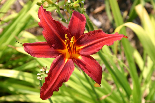 Hemerocallis 'Crimson Pirate' Großblumige Taglilie