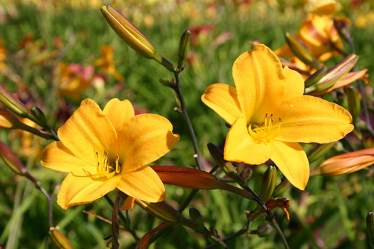 Hemerocallis 'Golden Chimes' Miniaturblütige Taglilie