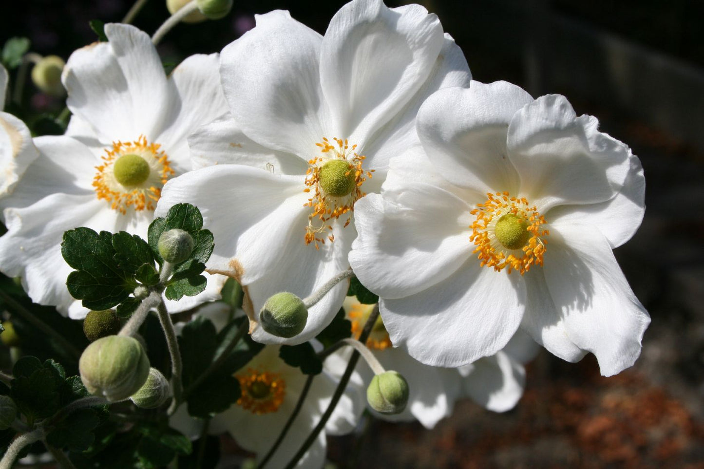Anemone x japonica 'Honorine Jobert' Herbstanemone