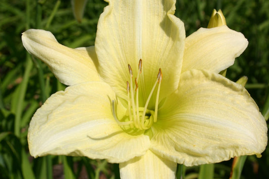 Hemerocallis 'Ice Carnival' Großblumige Taglilie