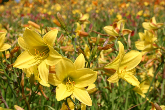 Hemerocallis 'Lemon Bells' Kleinblumige Taglilie