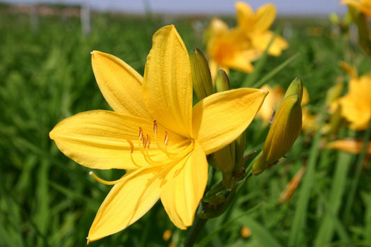 Hemerocallis 'Maikönigin' Kleinblumige Taglilie
